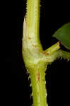 Arrowleaf tearthumb